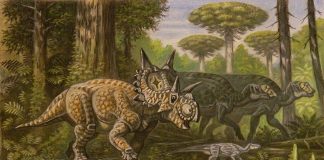 Dinozaurul Xenoceratops foremostensis avea capul imens