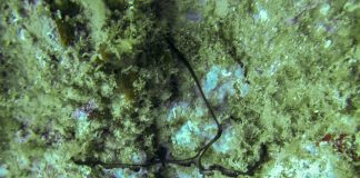 Echiuride – Viețuitoare marine sedentare