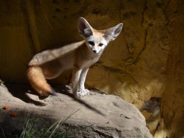 Fenecul (Vulpes zerda), cea mai mică vulpe din lume