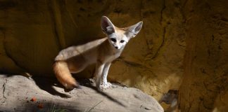 Fenecul (Vulpes zerda), cea mai mică vulpe din lume