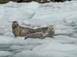 Foca Rossi (Ommatophoca rossi) trăiește în Antarctica