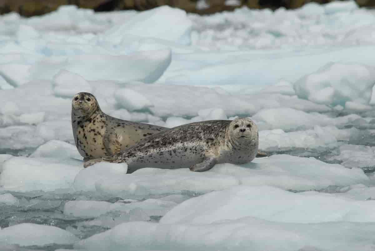 Foca Rossi (Ommatophoca rossi) trăiește în Antarctica