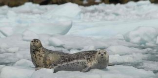 Foca Rossi (Ommatophoca rossi) trăiește în Antarctica