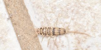 Lepismantide, insecta peștișorul argintiu care trăiește în gospodării