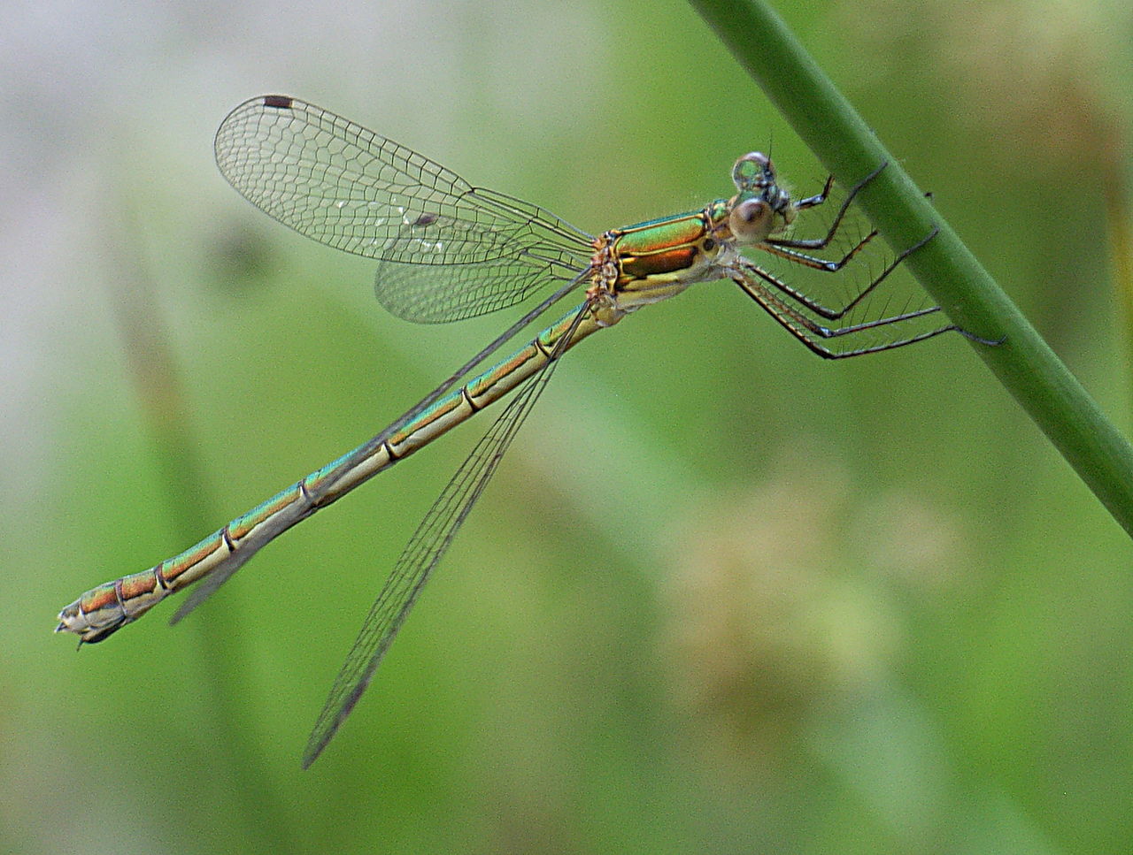 Lestes Sponsa