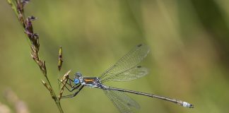 Libelulele fețe-zburătoare cu aripi în formă de lujer