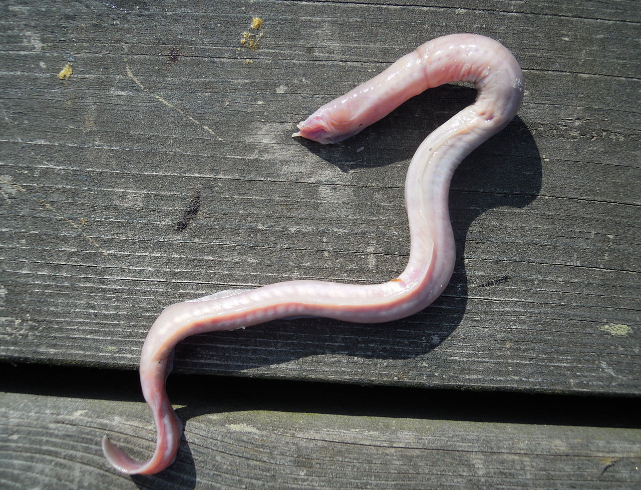 Mixina (Myxine glutinosa), anghila vâscoasă din Marea Mediterană