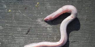 Mixina (Myxine glutinosa), anghila vâscoasă din Marea Mediterană