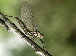 Musculițe efemere primitive, cele mai primitive insecte cu aripi