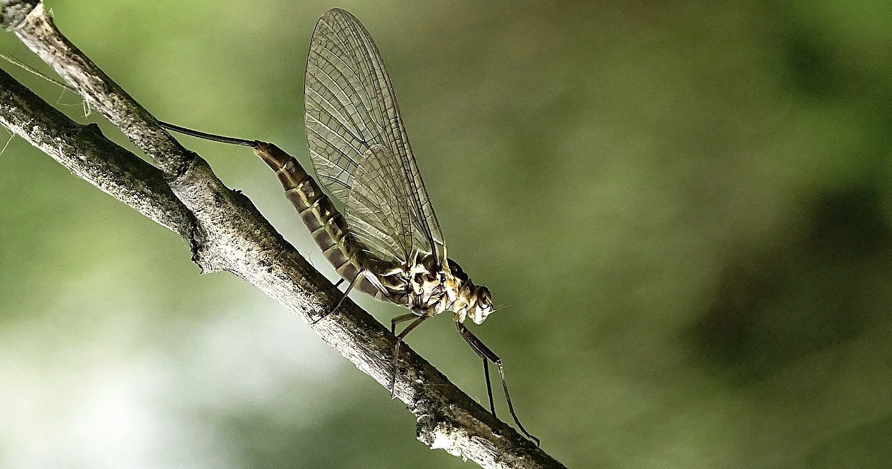 Musculițe efemere primitive, cele mai primitive insecte cu aripi