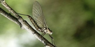 Musculițe efemere primitive, cele mai primitive insecte cu aripi