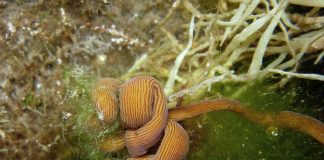 Nemertieni sau viermi marini, vezi cum trăiesc acestea