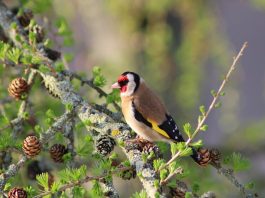 Păsări din familia cintezelor - Sticletele mare (Carduelis carduelis)