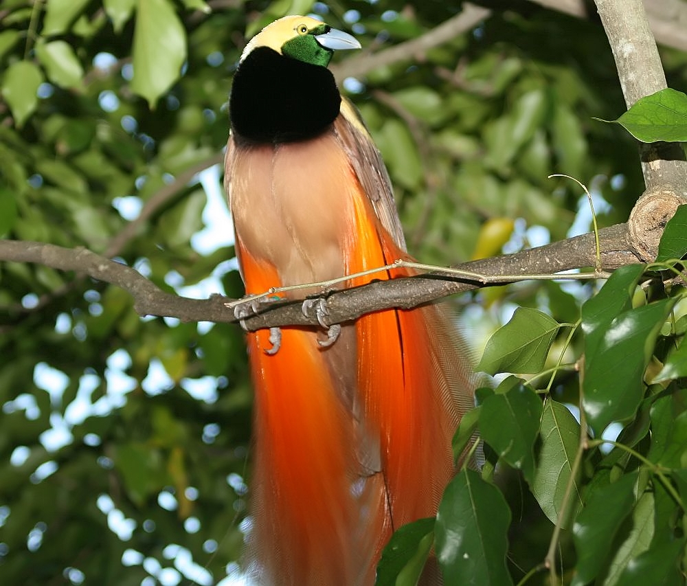 Pasărea paradisului a lui Raggi (Paradisaea raggiana) din Noua Guinee