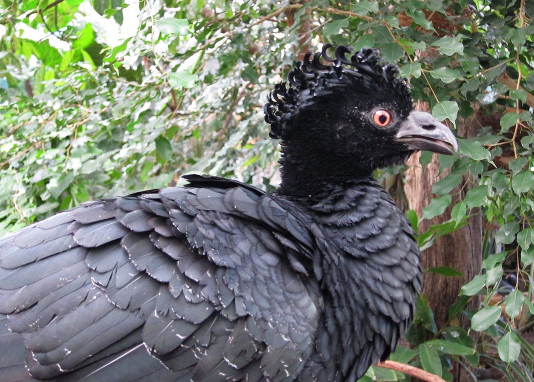 Păsări de vânat - Cocosul-hoco cu ciocul galben (Crax daubentoni) Păsări de vânat - Cocosul-hoco cu ciocul galben (Crax daubentoni)