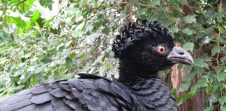 Păsări de vânat - Cocosul-hoco cu ciocul galben (Crax daubentoni)