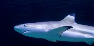 Rechinul de recif negru (Carcharhinus melanopterus), află unde trăiește