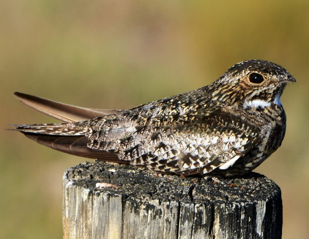 Rândunica de noapte (Chordeiles minor), vezi cum arată