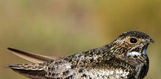 Rândunica de noapte (Chordeiles minor), vezi cum arată