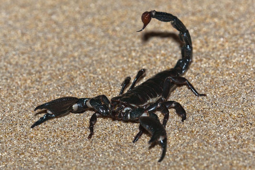 Scorpionul imperial