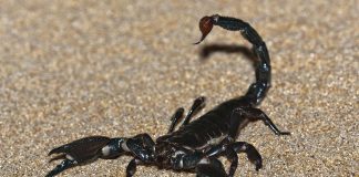 Scorpionul imperial