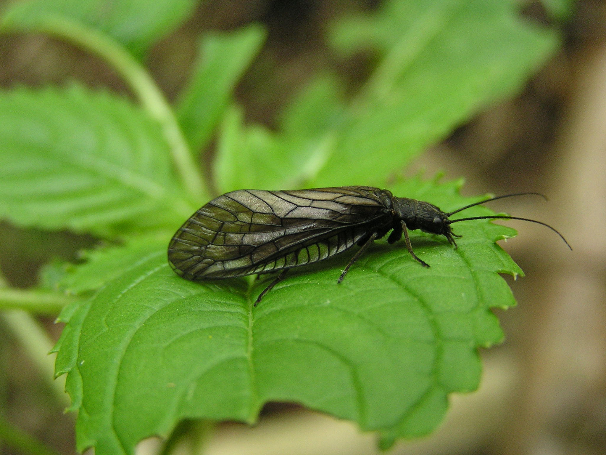 Sialis Flavilatera, Foto: snipview.com