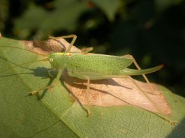 Meconema thalassinum