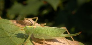 Meconema thalassinum