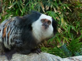 Specii de primate, marmosetul lui Geoffroy (Callithrix geoffroyi)