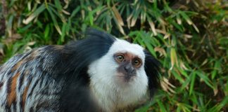 Specii de primate, marmosetul lui Geoffroy (Callithrix geoffroyi)