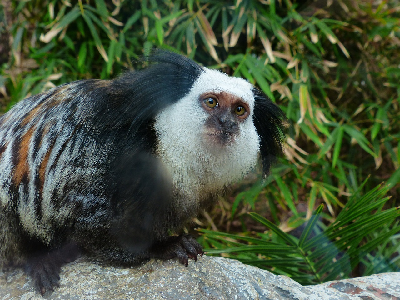 Specii de primate, marmosetul lui Geoffroy (Callithrix geoffroyi)