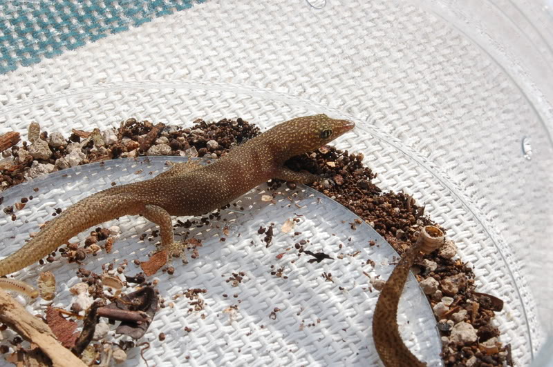 Sphaerodactylus elegans, Foto: geckosunlimited.com