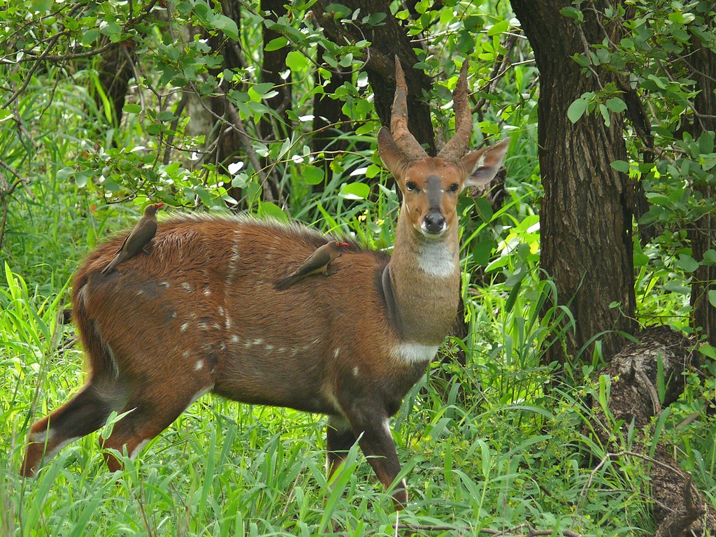 Tragelaphus scriptus