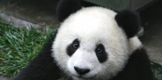 Ursul Panda