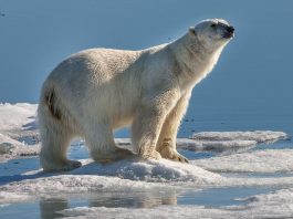 Ursul Polar