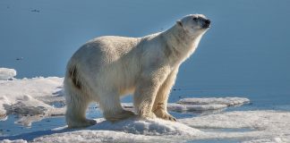 Ursul Polar