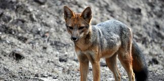Vulpea cupeo (Pseudalopex culpaeus), citește toul despre această specie