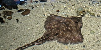 Vulpea de mare (Raja clavata), o specie ce preferă fundul oceanului