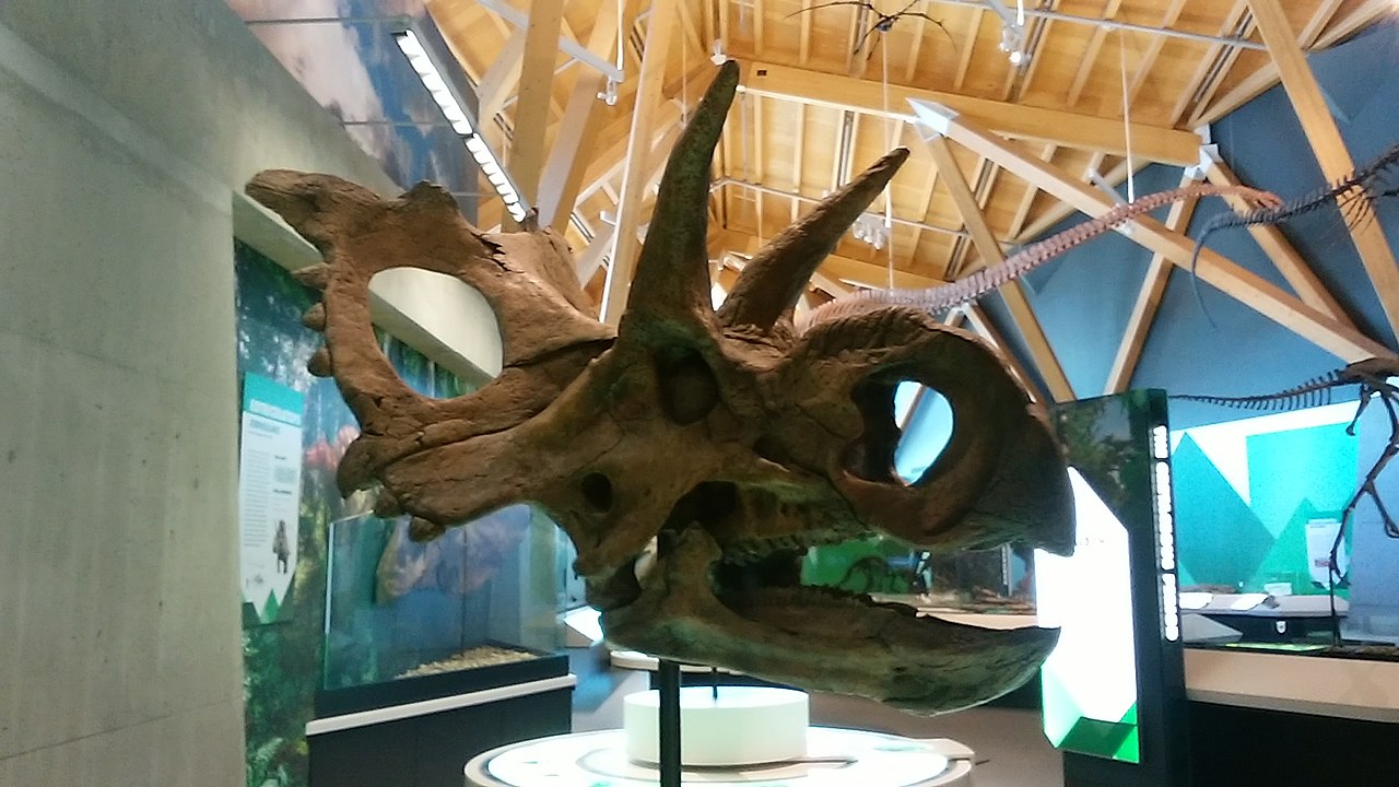 craniu Xenoceratops foremostensis