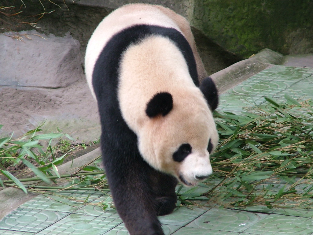 urs panda