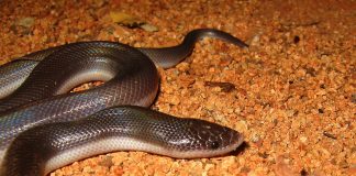 Șarpele de vizuină mexican (Loxocemus bicolor), mănâncă mici mamifere și păsări