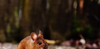 Șoarecele de pădure (Apodemus sylvaticus) și trăsăturile speciei