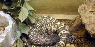 Șopârla mexicană cu mărgele (Heloderma horridum) - Șopârla otrăvitoare din Mexic