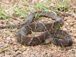 Șarpele-lance comun (Bothrops atrox), cel mai periculos din America de Sud