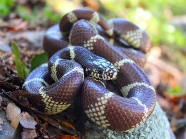 Șarpele regal comun (Lampropeltis getula) și cele mai răspândite subspecii