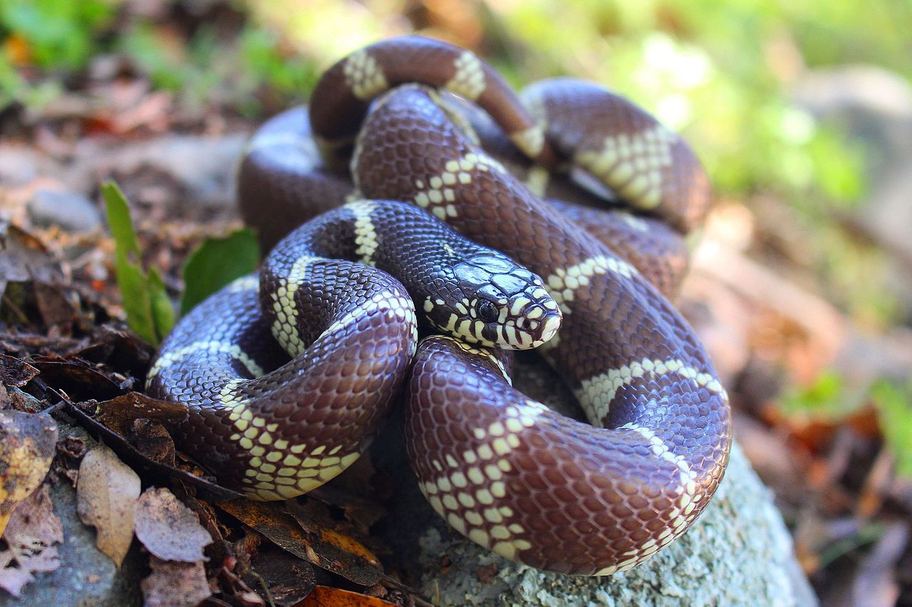 Șarpele regal comun (Lampropeltis getula) și cele mai răspândite subspecii