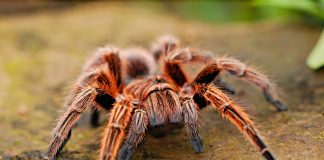 20 de lucruri interesante de ținut minte despre păianjeni