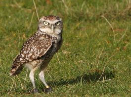 Află ce bufniță se ascunde (Athene cunicularia) și trăiește într-o vizuină