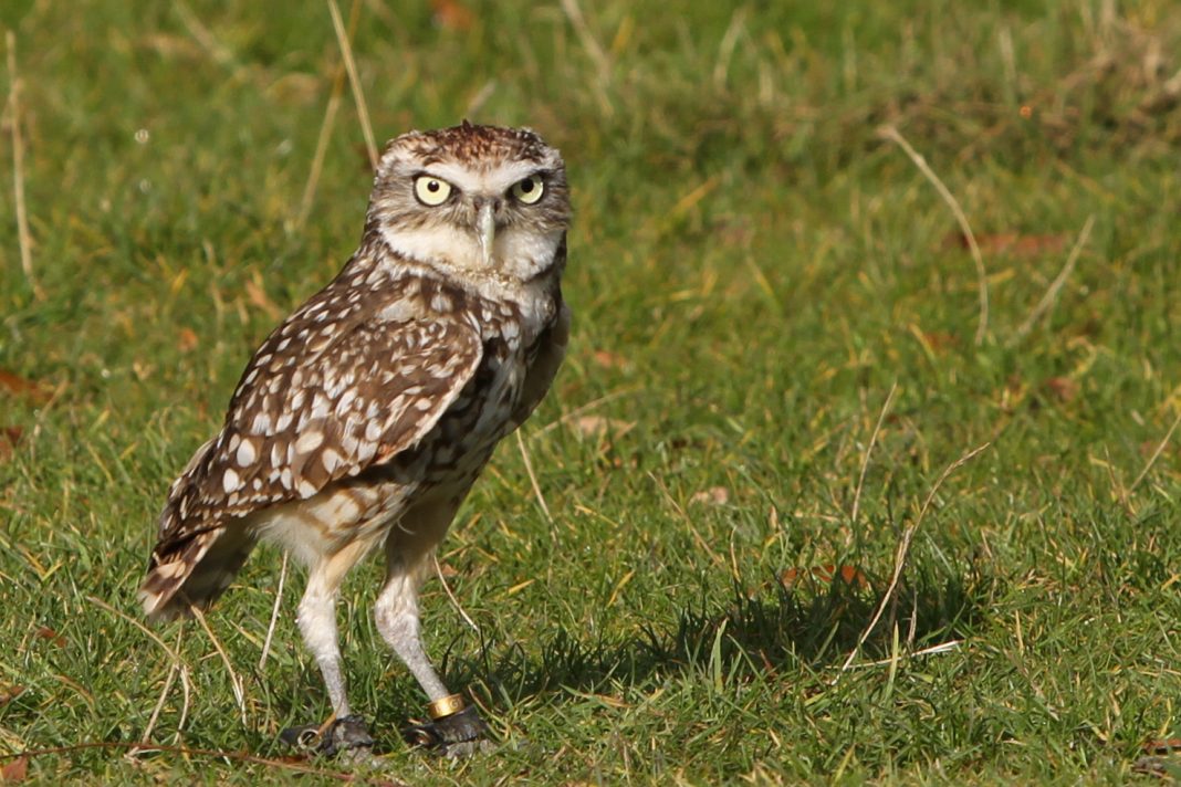 Află ce bufniță se ascunde (Athene cunicularia) și trăiește într-o vizuină Află ce bufniță se ascunde (Athene cunicularia) și trăiește într-o vizuină