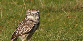 Află ce bufniță se ascunde (Athene cunicularia) și trăiește într-o vizuină